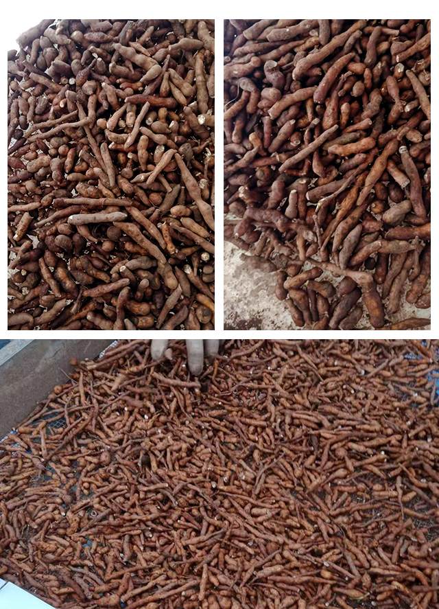 野生蕨麻藏式人生果